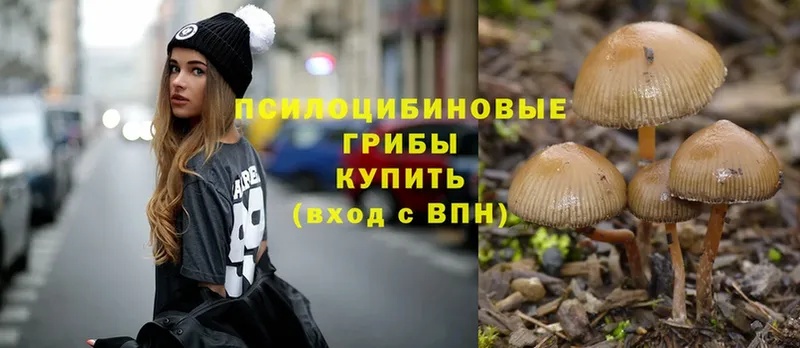 закладки  Суровикино  Псилоцибиновые грибы Cubensis 